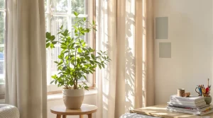 Arbre de jade entretien : astuces simples pour une plante épanouie