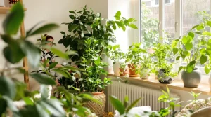 Découvrez jardipedia pour des astuces jardin faciles et efficaces
