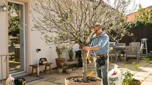 Comment faire repartir un olivier qui a perdu ses feuilles!